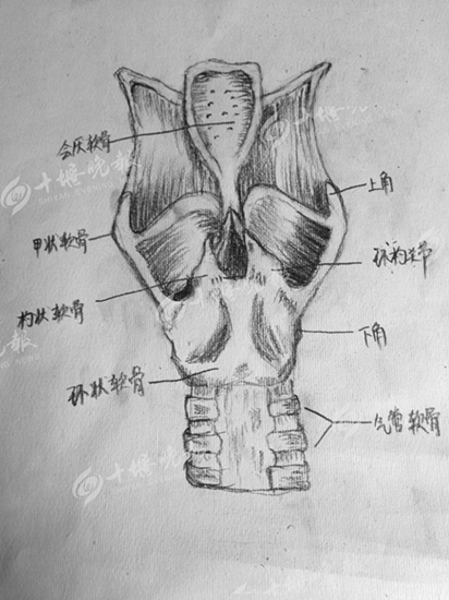 【十堰晚报】湖医女生手绘人体器官网上走红